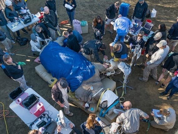The 4,500-pound​ rhino, named Maoto​, has a broken toe. 