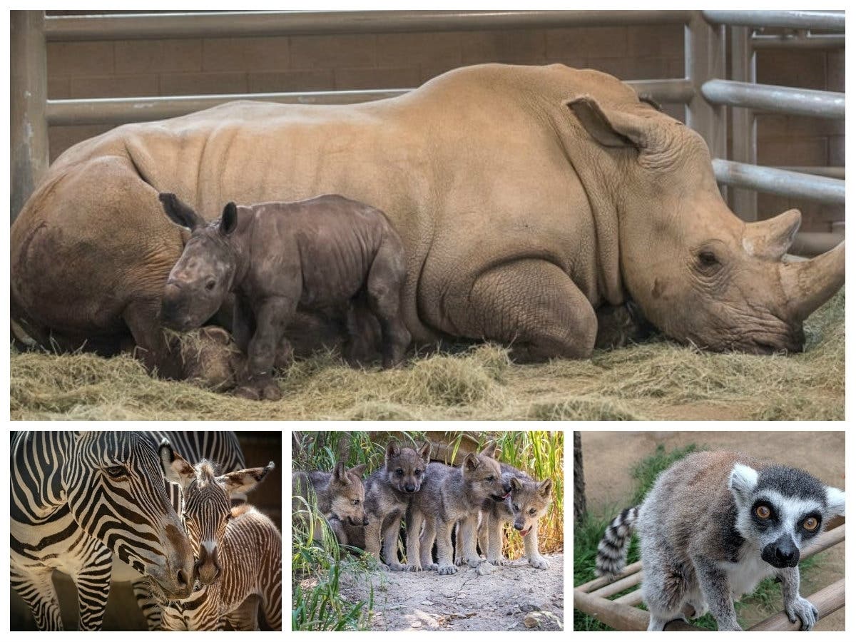 Patch has curated some of this year's most adorable and interesting animal stories.