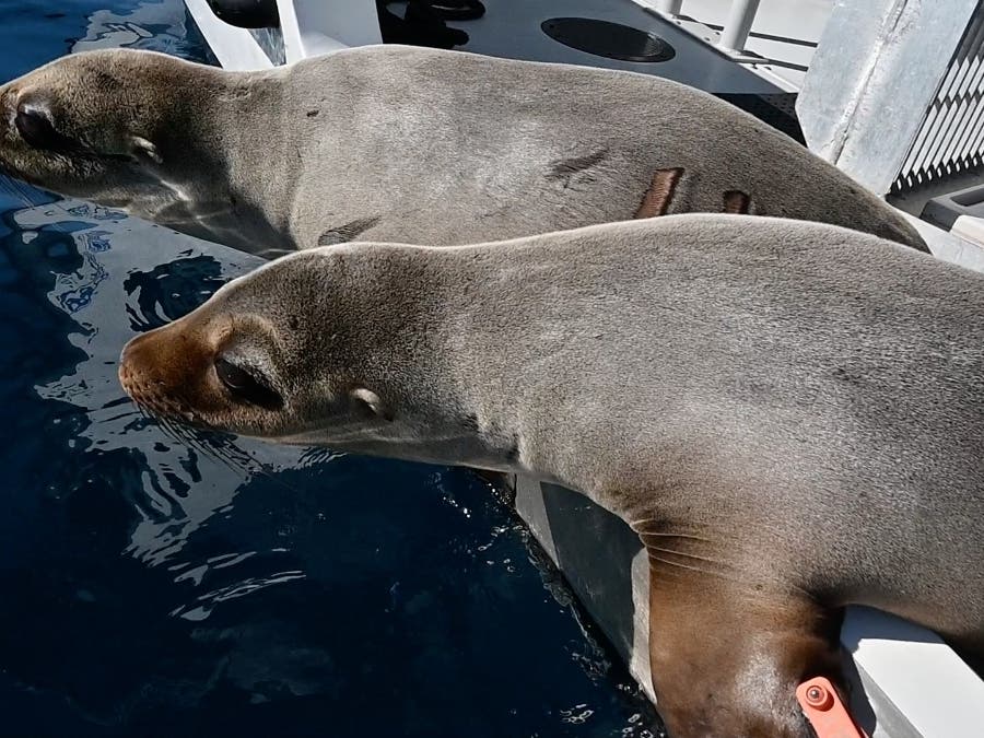 The sea lions were returned to the ocean five miles off the coast of San Diego.  