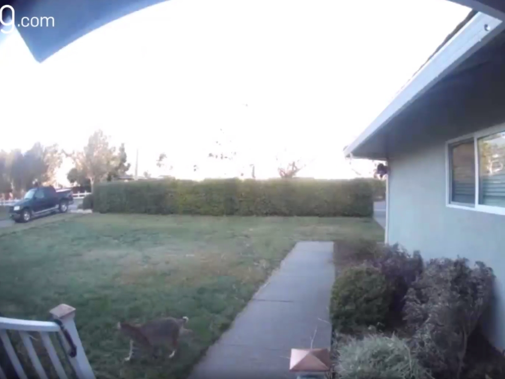 A bobcat walking outside a Novato home.