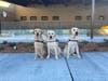 All future guide dogs from Guide Dogs for the Blind will be born in the $23 million​ Puppy Center in San Rafael. 