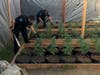 Over 140 pot plants, packaging materials and evidence of drug sales were seized during searches at homes in Petaluma and Richmond, police said.