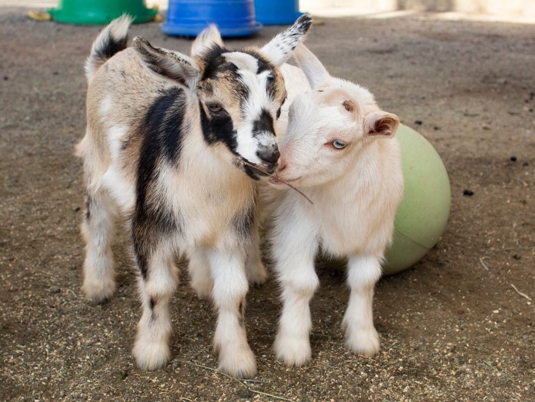 The animals on the live cam will include rabbits, puppies, guinea pig​s, kittens, parrots and baby goats.