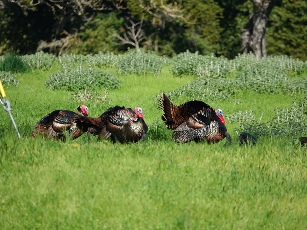 Turkeys trotting in Olompali State Historic Park in Marin County. 