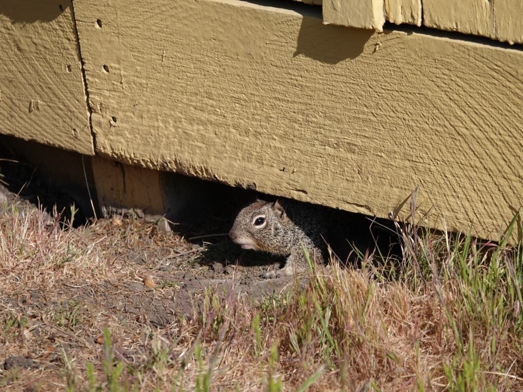 Squirrel in Olompali State Historic Park in Marin County.