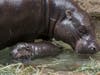 Mabel​, a 4-year-old pygmy hippo, gave birth to a male calf April 9​ in an indoor habitat at the San Diego Zoo.