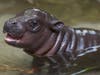 Pygmy hippos are an endangered species.