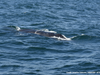 An entangled humpback whale breaches the water's surface in Monterey Bay on Saturday, May 16 . A trained response team, including several team members from The Marine Mammal Center in Sausalito, CA, freed the whale from the fishing gear on Monday, May 18.