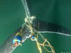 Fishing gear appears wrapped around the fluke, or whale tail, of a humpback whale in Monterey Bay prior to this week's group disentanglement operation.