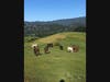 Horse Hill Preserve​ in Mill Valley​