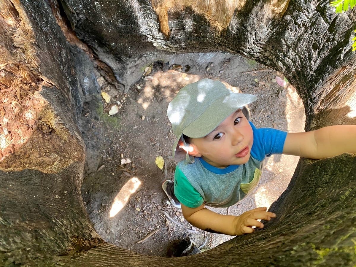 Toby Levine​ in the hollow of a tree at Lake Lagunitas​ in Marin County.​