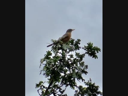 Robin atop a tree​ in Novato. 