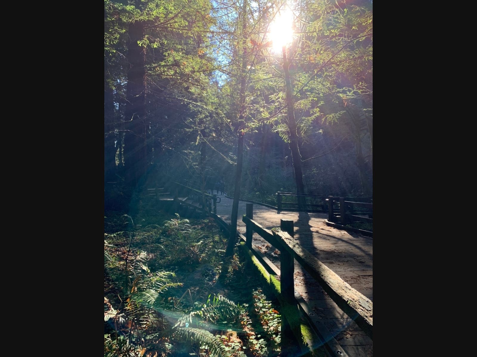 Muir Woods National Monument​​ in Marin County