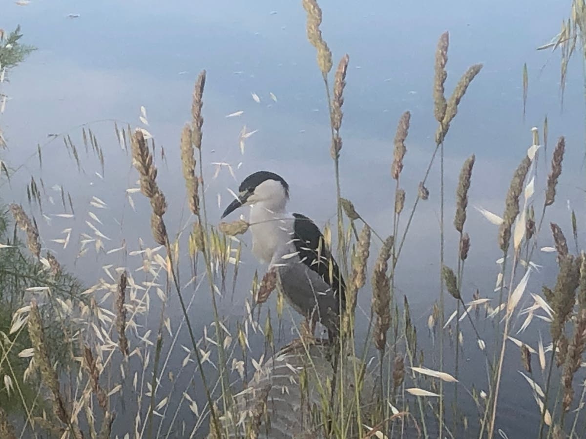 Black-crowned night heron​ by the lake in Corte Madera Town Park.