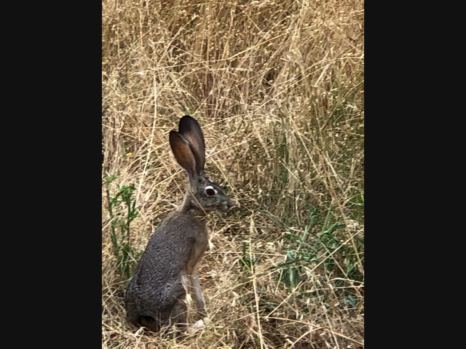 Jackrabbit​ in Novato, California