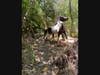 It took multiple agents to calm the horse and lead him out of the thick brush, authorities said.