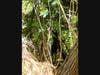 The horse was tangled in this thicket. 