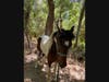Ollie was safely removed from the thicket and returned to his owners.