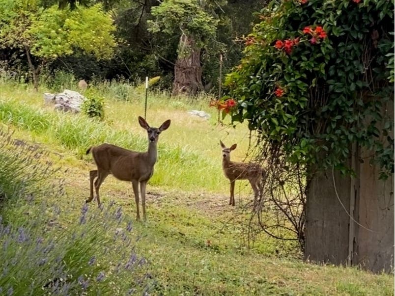 Deer at the bottom of Mount Tamalpais​ in Stinson Beach​.