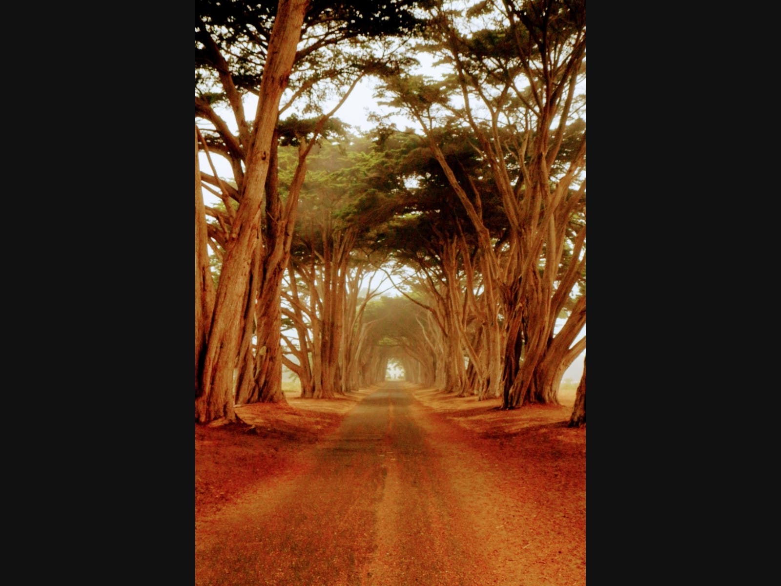 Cypress Tree Tunnel in Point Reyes National Seashore​. 