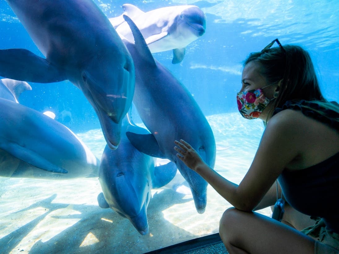 https://patch.com/img/cdn20/users/54855/20200824/044209/styles/patch_image/public/2020-swf-dolphin-underwater-viewing-safety-1___24162451846.jpg
