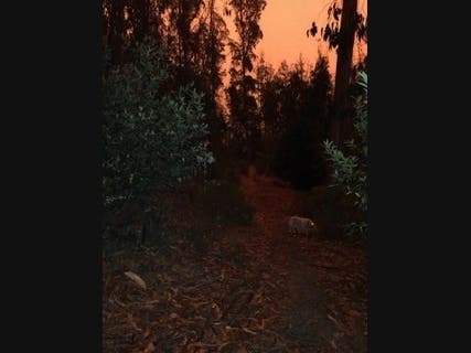 Golden Gate National Recreation Area above Tamalpais​ Valley in Mill Valley, California