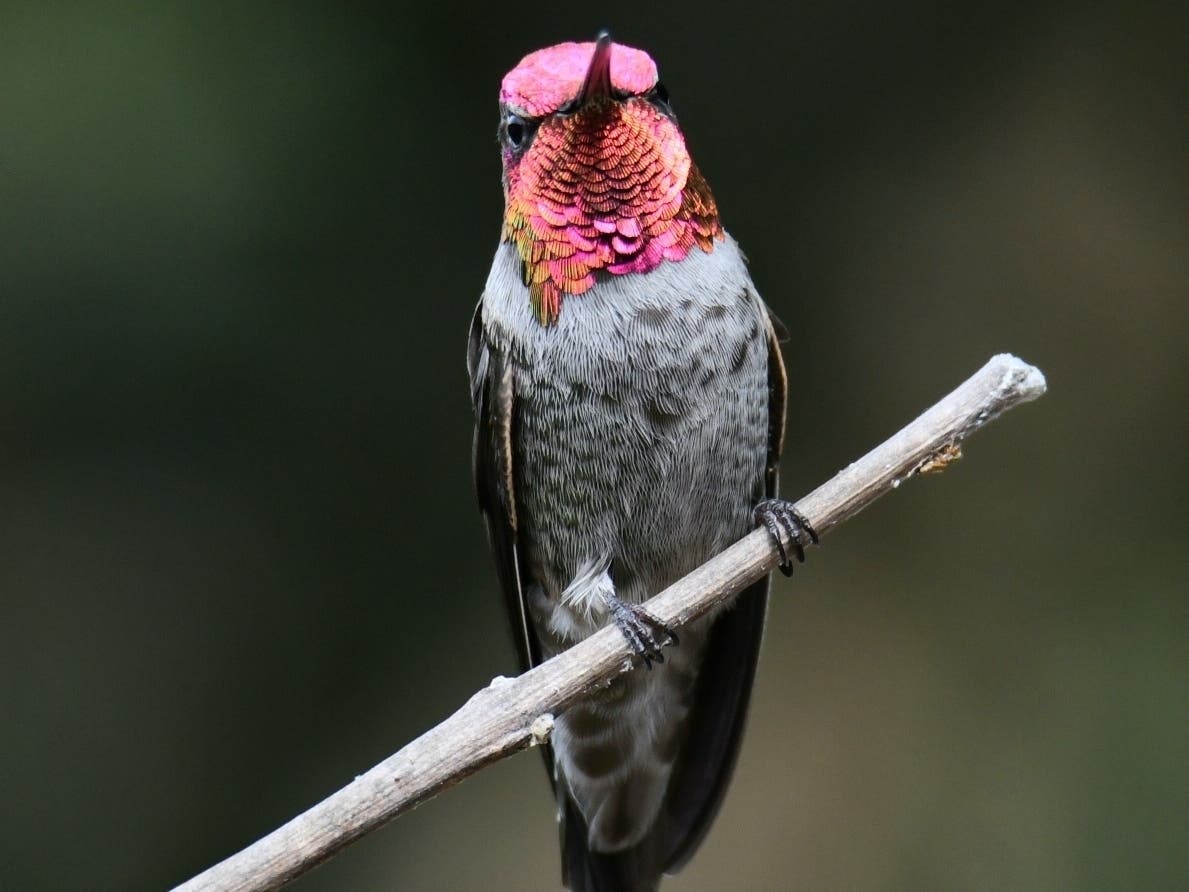 Anna's hummingbird in Ramona, California