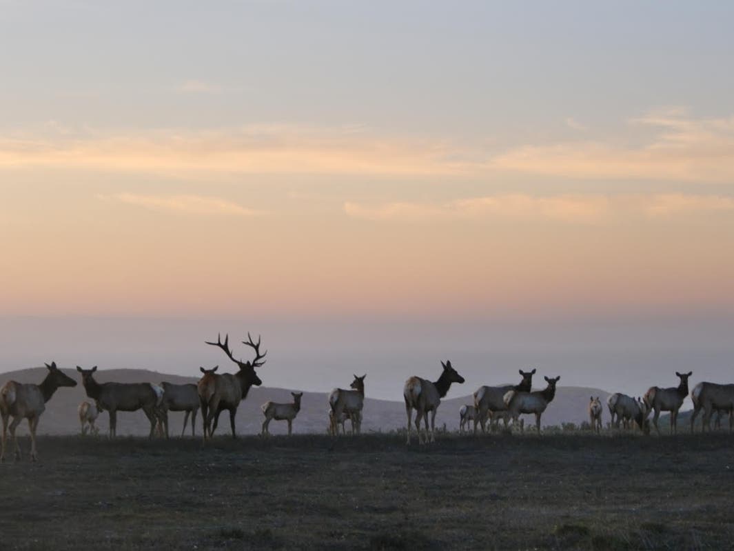 Tule elk​ in Point Reyes National Seashore​.