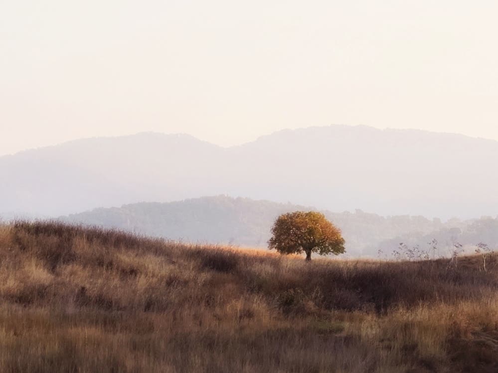 Deer Island Preserve