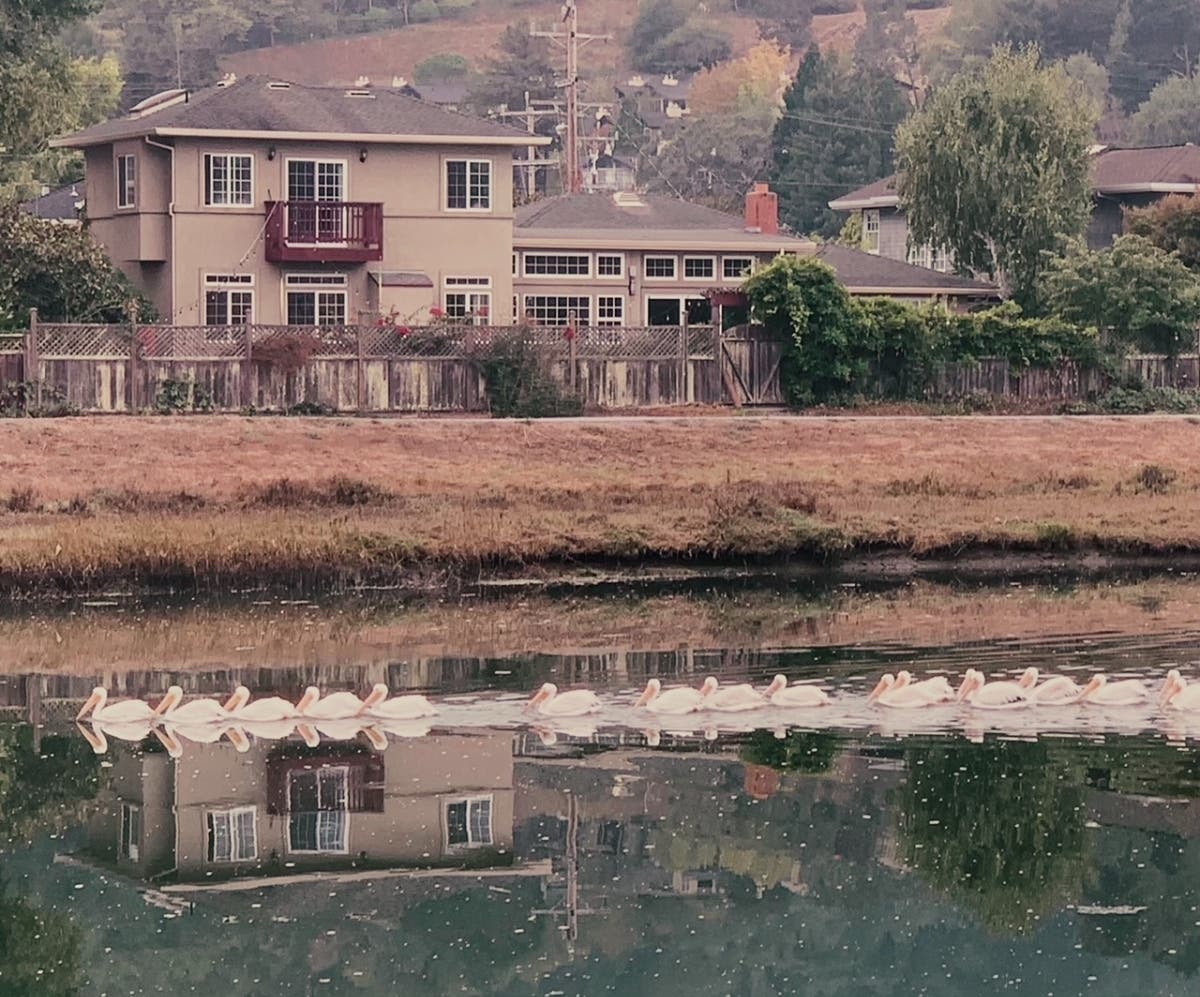 Pelicans​ on Corte Madera Creek in Marin County, California 