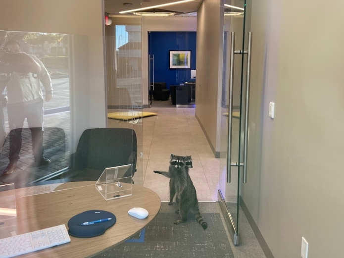 The Peninsula Humane Society responded to a report of two juvenile raccoons spotted inside the bank, which was closed to the public at the time.