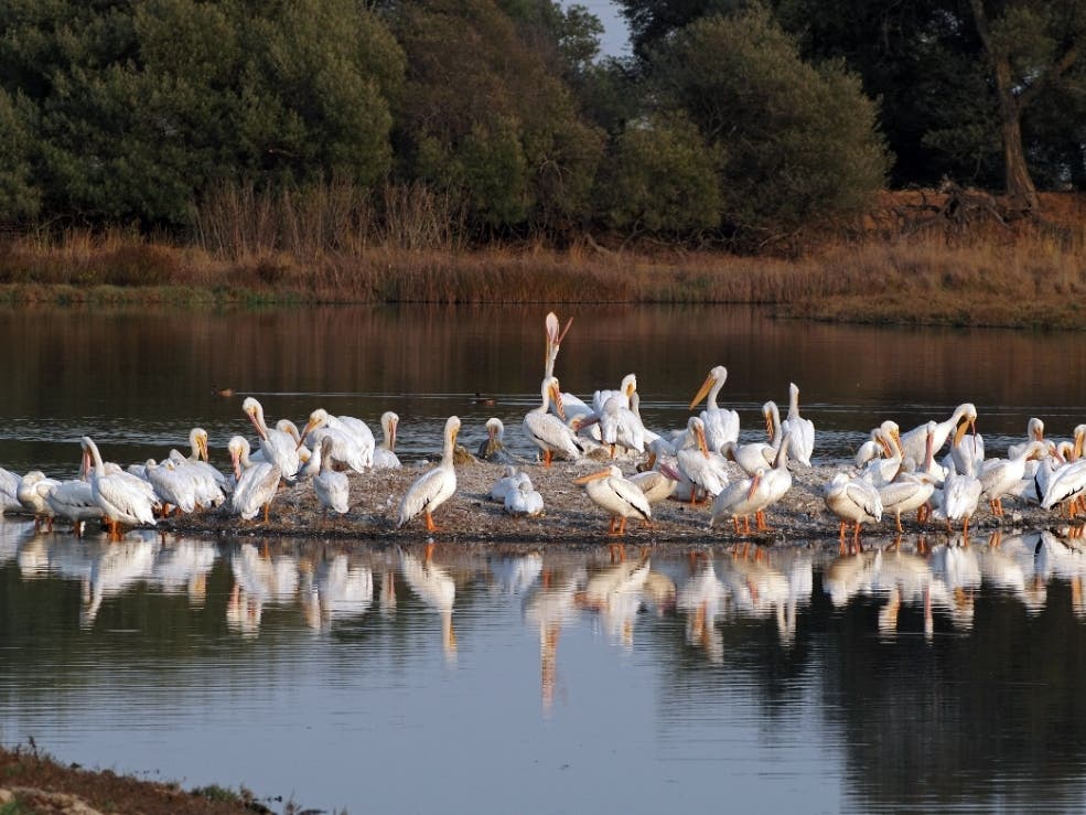Pelicans in Corte Madera, California