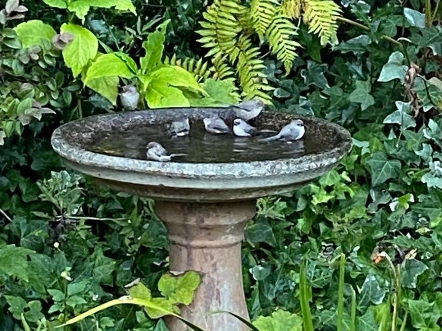 Birds taking a bath in Mill Valley, California