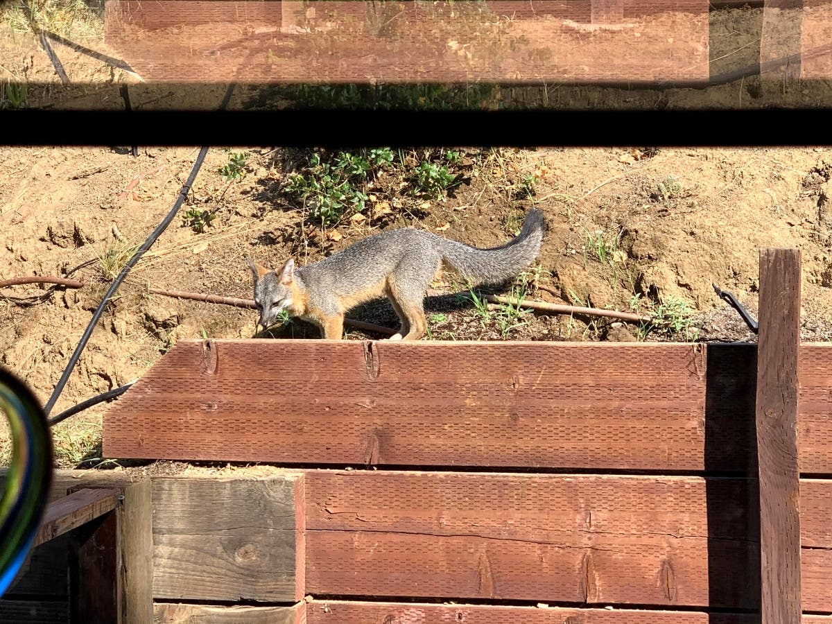 Fox in San Anselmo, California 