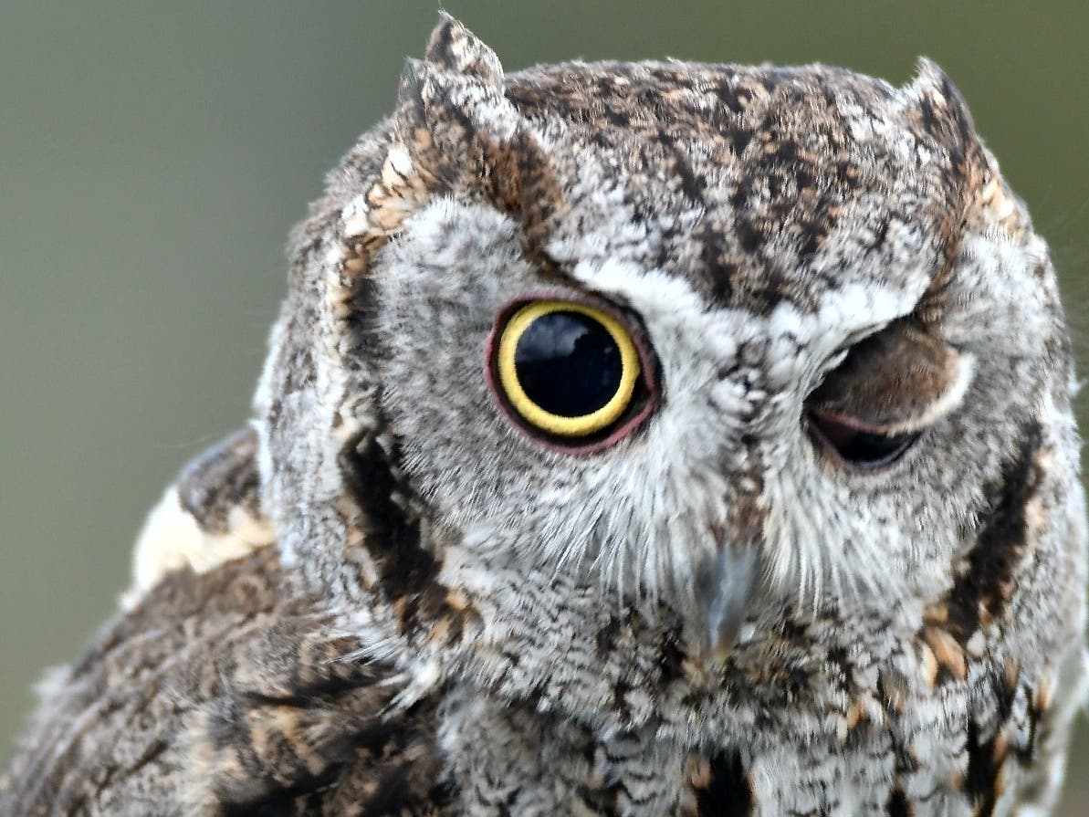 Western screech owl in Ramona, California