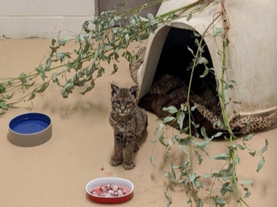 The team at San Diego Humane Society's Ramona Wildlife Center has been caring for the 6- to 8-month-old​ bob cat since Oct. 13.