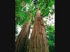 Redwoods in Larkspur, California 