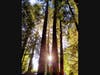 Redwoods in Larkspur, California 