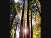 Redwoods in Larkspur, California 