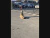 Trained responders from The Marine Mammal Center rescued California sea lion Mini on Nov. 2 at MINI of Marin in Corte Madera, California.