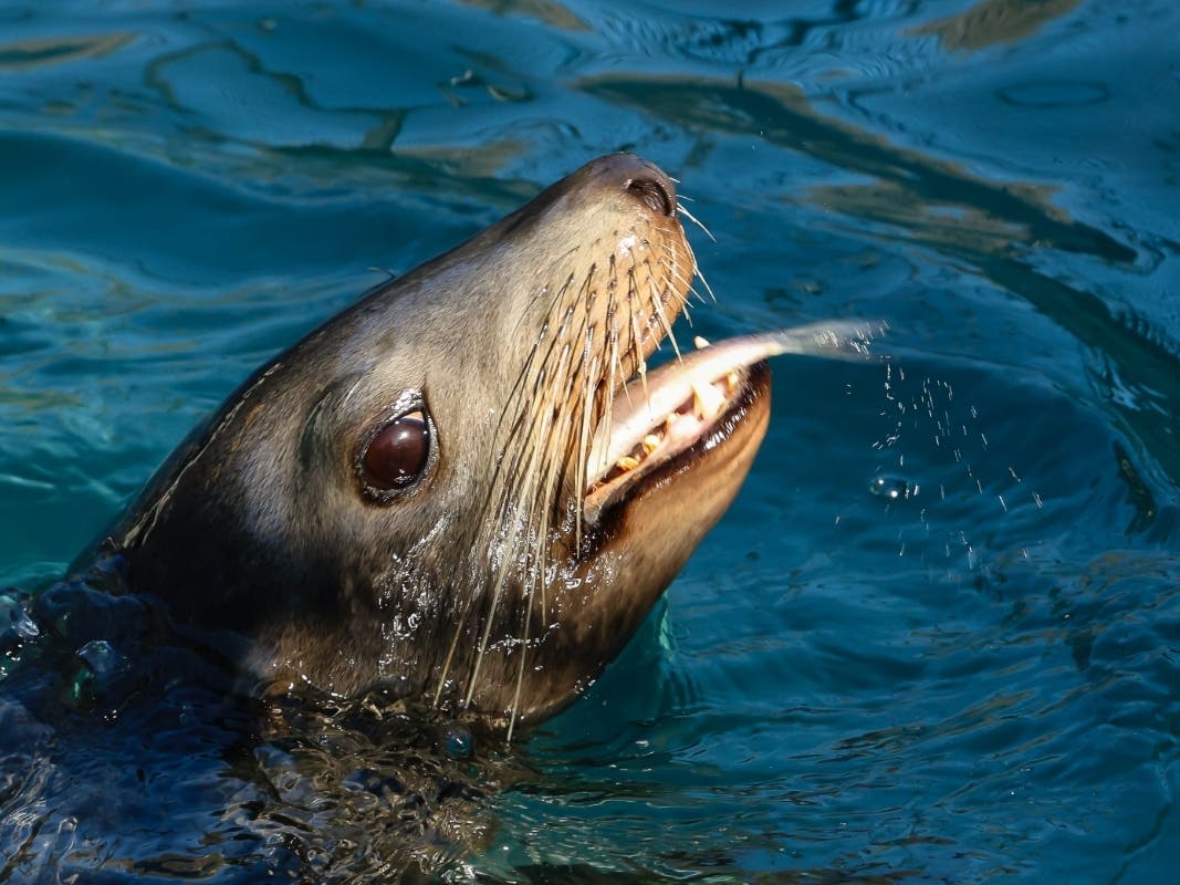 https://patch.com/img/cdn20/users/54855/20201112/124115/styles/patch_image/public/d-csl-mini-14869-photo-by-bill-hunnewell-the-marine-mammal-center-4___12123759849.jpg