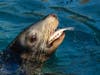 California sea lion Mini eats herring during rehabilitation at The Marine Mammal Center in Sausalito, California.