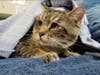 Thirty cats were rescued by the San Diego Humane Society after they were left behind inside a condominium in Escondido.