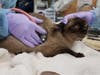 Thirty cats were rescued by the San Diego Humane Society after they were left behind inside a condominium in Escondido.