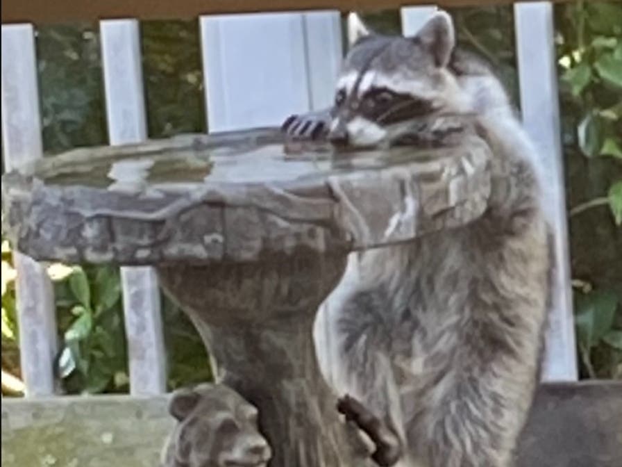 Raccoon in Novato, California