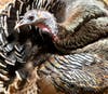 Turkey in Ramona, California