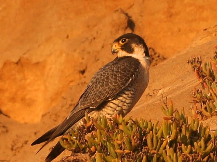 Peregrine falcon​ near Moonlight Beach in Encinitas, California
