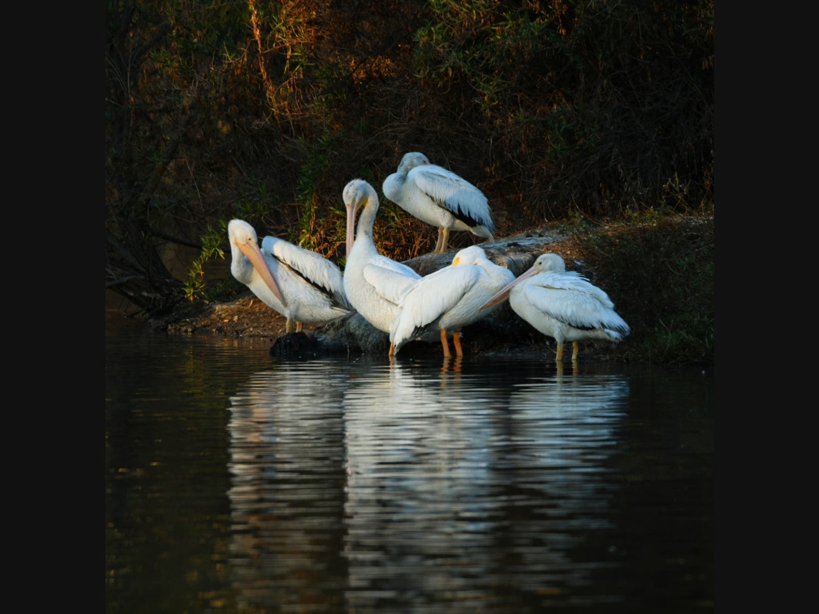 American white pelicans at Santee Lakes