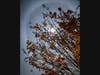 Winter halo in Novato, California