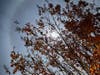 Winter halo in Novato, California